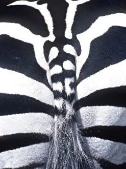 BURCHELL'S / PLAINS / COMMON ZEBRA - close-up of rear BURCHELL'S / PLAINS / COMMON ZEBRA - close-up of rear