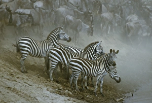 Burchells / Plains / Common Zebras - Group together by waterhole Burchells / Plains / Common Zebras - Group together by waterhole