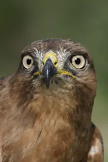 Jackal Buzzard Print, Buteo rufofuscus