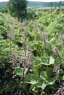 Petasites Hybridus Prints: Butterbur