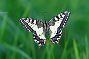 Butterfly, Swallowtail - resting on plant Butterfly, Swallowtail - resting on plant