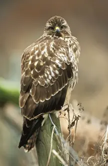 Bird On Fence Post Prints: Buzzard - perched on post