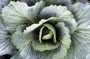 Close Up Cabbage Prints: Cabbage