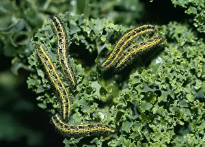 Butterfly And Caterpillar Life Cycle Prints: Cabbage White Butterfly - caterpillars - devouring kale