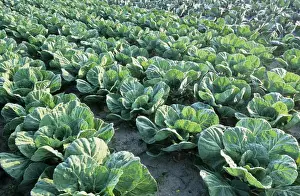 Agriculture Images Prints: Cabbages