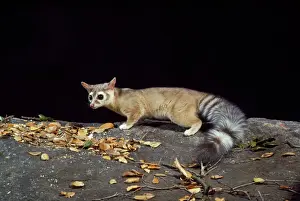 Nocturnal Mammals Prints: Cacomistle / RIng-tailed Cat