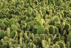 Prickly Plant Images Prints: Cactus