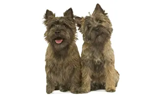 Cairn Terrier Print