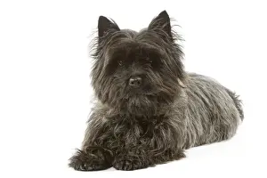 Personal Use Prints Only Prints: Cairn Terrier - lying down