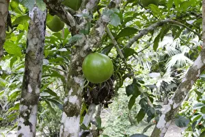 Tropical Fruit Trees Prints: Calabash Tree - & fruit Amazon Peru