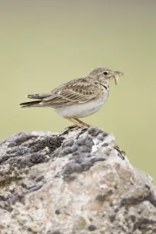 Calandra Lark Print - Perched on stone with insect