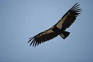 California Condor - in flight California Condor - in flight