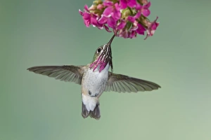 Calliope Hummingbird - male - in flight feeding at flower Calliope Hummingbird - male - in flight feeding at flower