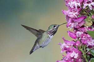 Calliope Hummingbird - male - in flight at Penstemon flower Calliope Hummingbird - male - in flight at Penstemon flower