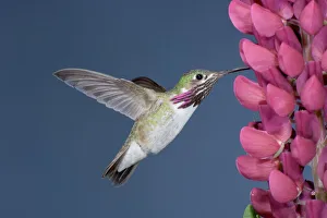Calliope Hummingbird - male at Lupine flower Calliope Hummingbird - male at Lupine flower