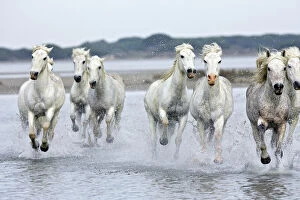Images Dated 17th April 2007: Camargue Horses - running through water - Saintes Maries de la mer - Camargue - Bouches du Rhone