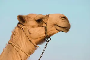Camel Egypt Print FEU-157