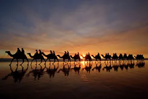 Camel safari - famous camel safari on Brooms Cable Beach at sunset with camels reflecting Camel safari - famous camel safari on Brooms Cable Beach at sunset with camels reflecting