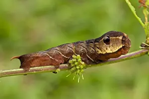 Central America Wildlife Images Prints: CAN-4533