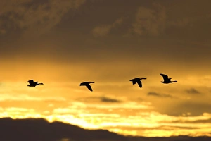 Canada Geese - In flight at dawn, silhouette against at sunrise Canada Geese - In flight at dawn, silhouette against at sunrise
