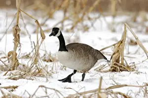 Jim Zipp Wildlife Photography Prints: Canada Goose