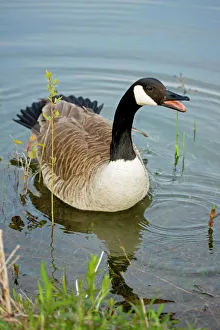 Canada Goose Geese Waterfowl Birds Animals Collection