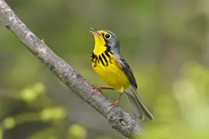 Personal Use Prints Only Prints: Canada Warbler