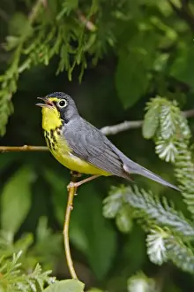 Canada Warbler Print (Wilsonia canadensis)