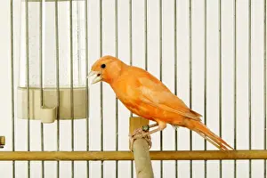 Jean Michel Labat Photographer Prints: Canary - in cage