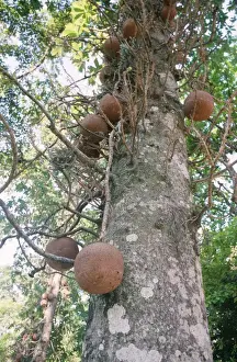 Unique Plant Species Prints: Cannonball Tree