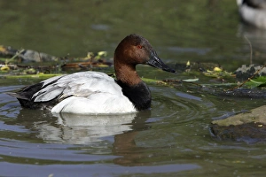 Canvasback - drake swimming on lake Canvasback - drake swimming on lake