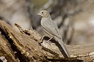 Personal Use Bird Artwork Prints: Canyon Towhee