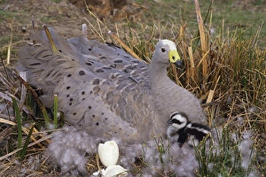 Cape Barren Geese - Mother on nest with young newly hatched Cape Barren Geese - Mother on nest with young newly hatched
