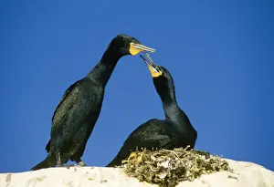 Peter Steyn Photography Prints: Cape Cormorant