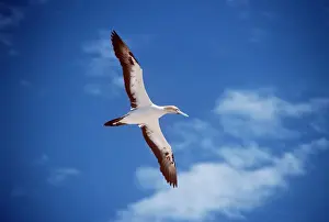 Capensis Prints: Cape Gannet Print: A Sula capensis Bird