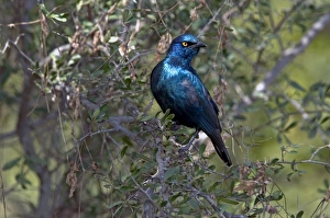 Cape Glossy Starling - widespread in western Angola and southern Africa Cape Glossy Starling - widespread in western Angola and southern Africa