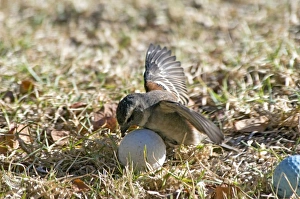 Cape Sparrow - female attempting to incubate a golf ball, behaviour probably triggered by maternal instinct caused by Cape Sparrow - female attempting to incubate a golf ball, behaviour probably triggered by maternal instinct caused by