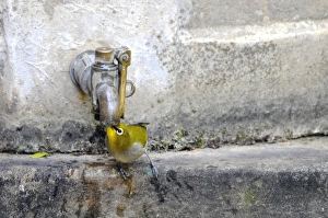 Cape White-eye - Drinking water from garden tap Cape White-eye - Drinking water from garden tap
