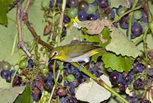 Cape White-eye visiting fruiting grape vine Cape White-eye visiting fruiting grape vine