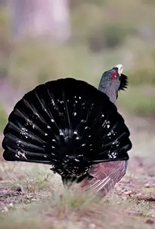 Chris Knights Photographer Prints: Capercaillie