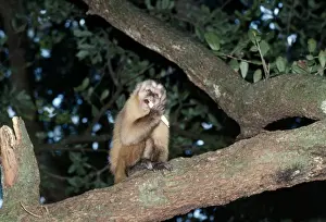 Wildlife Artwork For Sale Prints: Capuchin Monkey