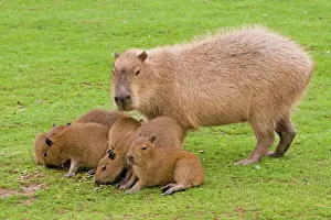 Prints of DOW-402 Capybara - with young Hydrochoerus hydrochaeris Steve Downer Please note that prints are for personal display purposes only and may not be reproduced in any way. Caviidae Prints: Capybara with Young Print - Hydrochoerus hydrochaeris