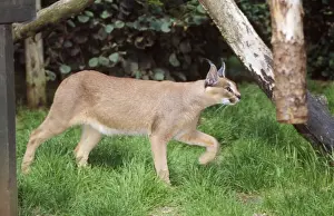 John Daniels Wildlife Art Prints: Caracal - captive