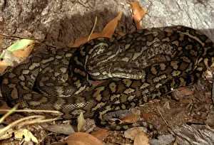 Australian Snakes Prints: Carpet python - has heat sensory pits. Can reach 2. 5 metres