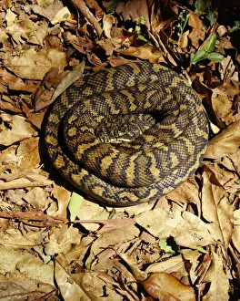 Tropical Wildlife Photos Prints: Carpet Python - Sunning on a rainforest track