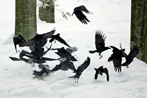 Carrion Crow - flock flying off animal carcass in winter Carrion Crow - flock flying off animal carcass in winter