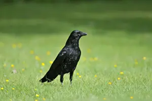 Garden Birds Photography Prints: Carrion Crow - on grass