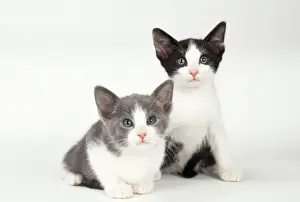 Feline Photography Prints: Cat 2 Kittens, 7 weeks