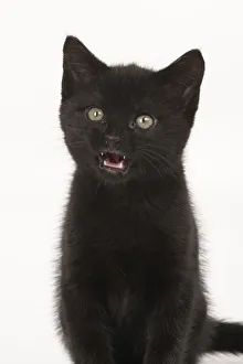 New images march 2022/cat 7 week old black kitte nlicking lips mouth New images march 2022/cat 7 week old black kitte nlicking lips mouth