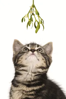 CAT. 7 weeks old tabby kitten looking up at Mistletoe at Christmas waiting for a kiss Date: 04-11-2021 CAT. 7 weeks old tabby kitten looking up at Mistletoe at Christmas waiting for a kiss Date: 04-11-2021